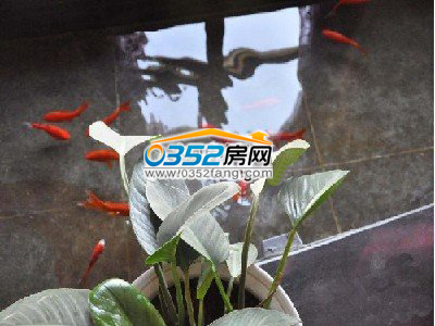 阳光下嬉戏的鱼儿
