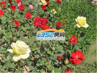 售楼处后院