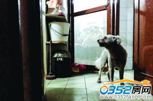 流浪狗陪伴老人度过温馨时光