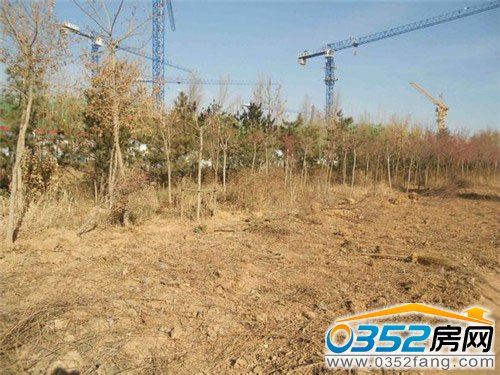 沿路树木被连根拔起留出空地