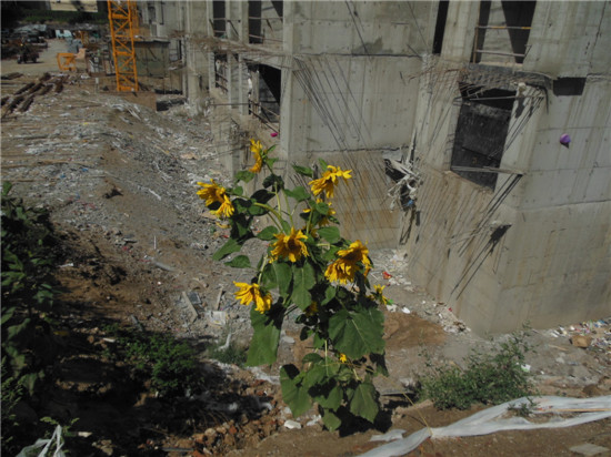 4号楼旁盛开的向日葵