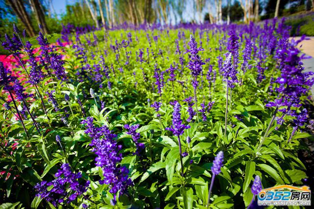 ��������ʵ��ͼ