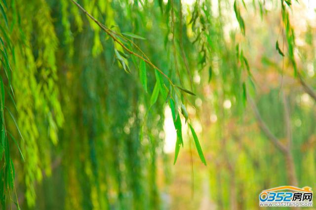 �ļ�԰�ֻ���