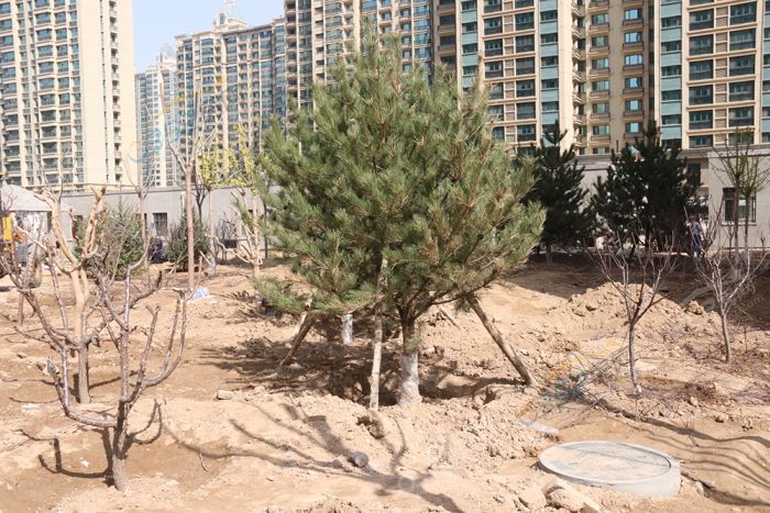 2316354995785f2e259565.jpg IMG_6872wps图片.JPG