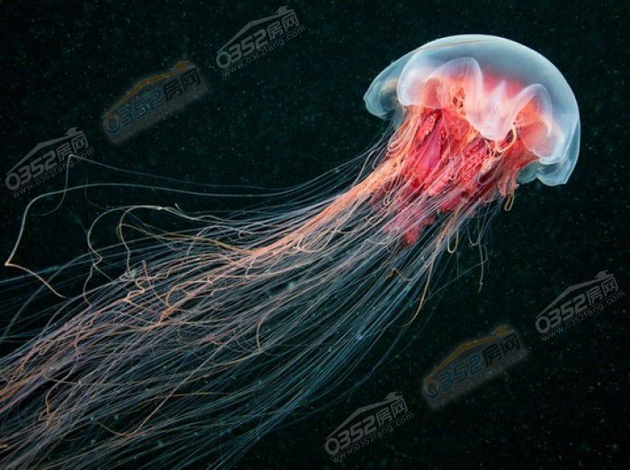 30113423cca4d58ced9839.jpg 鍥剧墖4.jpg